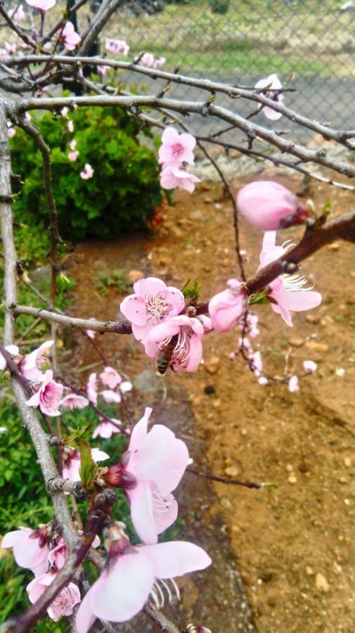 El Limonero Konuk evi Garafía Dış mekan fotoğraf