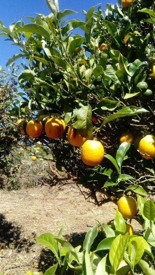 El Limonero Konuk evi Garafía Dış mekan fotoğraf